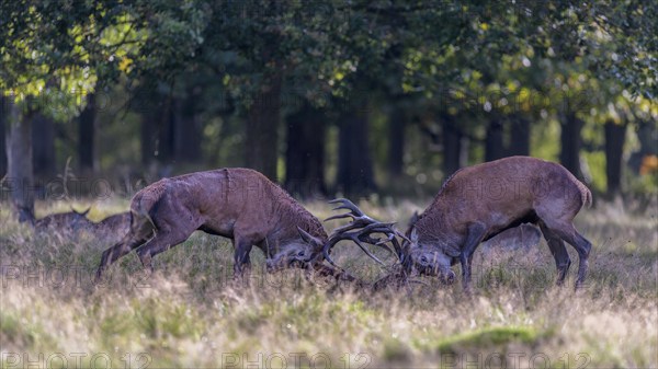 Red deer (Cervus elaphus), rutting fight of two capital stags in a meadow, Zealand, Denmark, Europe