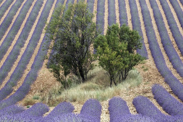 Trees in lavender field, flowering true lavender (Lavandula angustifolia), D56, between Valensole
