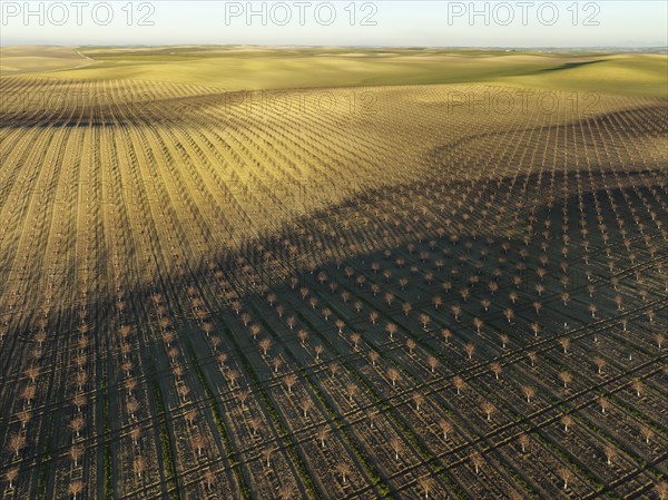 Cultivated young Almond Trees (Prunus dulcis) in the Campiña Cordobesa, the fertile rural area