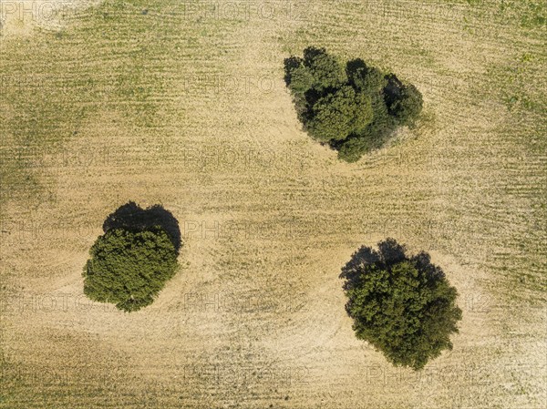 Holm Oaks (Quercus ilex) in a field, aerial view, drone shot, Almería province, Andalusia, Spain,