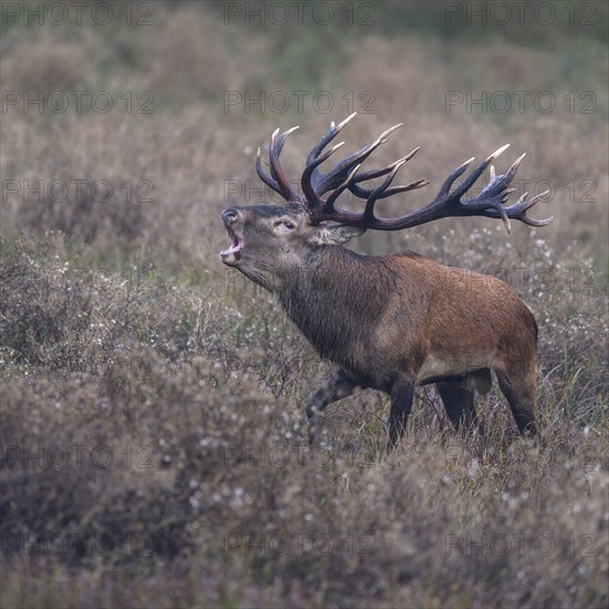 Red deer (Cervus elaphus), capital stag roaring stands in a meadow, Zealand, Denmark, Europe