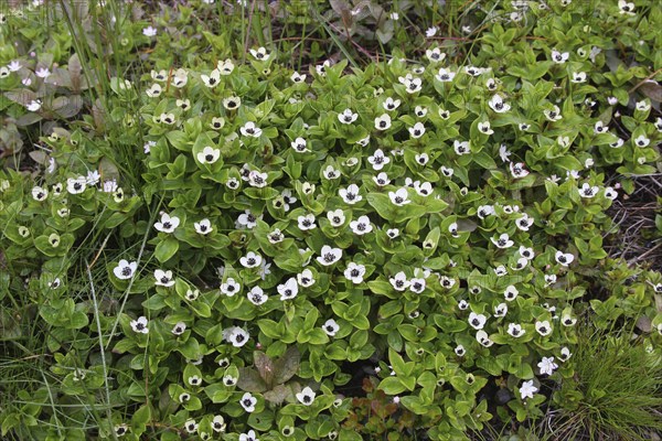 Swedish cornel (Cornus suecica) in the tundra, Lapland, Northern Norway, Norway, Scandinavia,