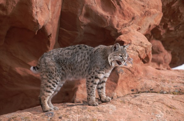 Bobcat (Lynx rufus), side
