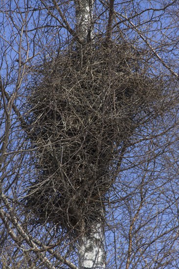 Eurasian magpie (Pica pica), common magpie, bulky nest made of twigs in birch tree in the breeding