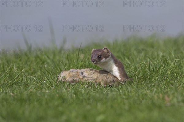 European Stoat, Ermine (Mustela erminea) with killed European Ground Squirrel (Citellus citellus),