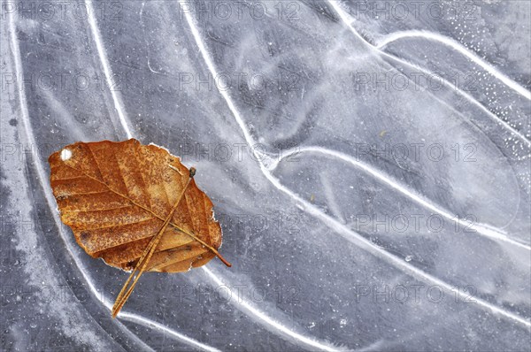 Autumn leaf of European Beech (Fagus sylvatica) on ice of frozen pond in winter