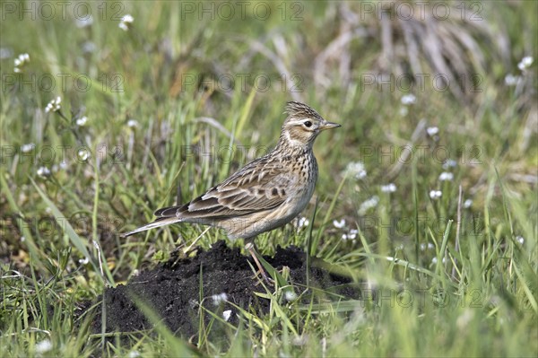 Eurasian skylark (Alauda arvensis) standing on molehill in field, meadow with raised crest on head