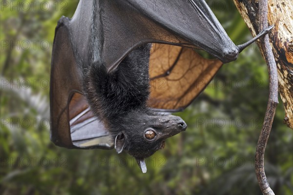 Lyle's flying fox (Pteropus lylei) native to Cambodia, Thailand and Vietnam hanging upside down and