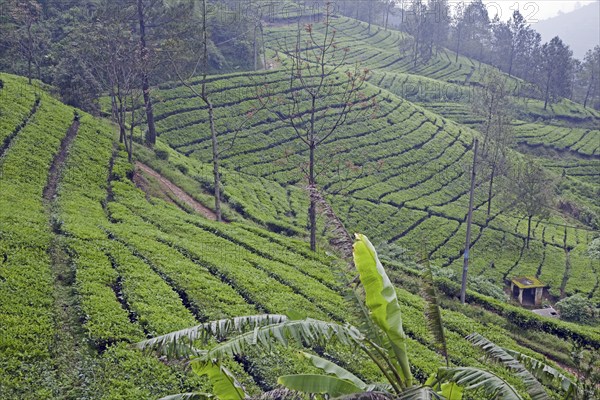 Indonesian terraced tea plantation on the slopes of the Mount Gede, Gunung Gede volcano, West Java,
