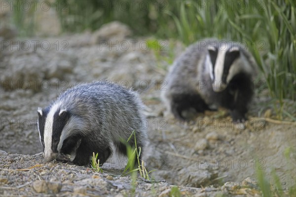 Two young European badgers (Meles meles) juveniles sniffing the earth for earthworms and insects in
