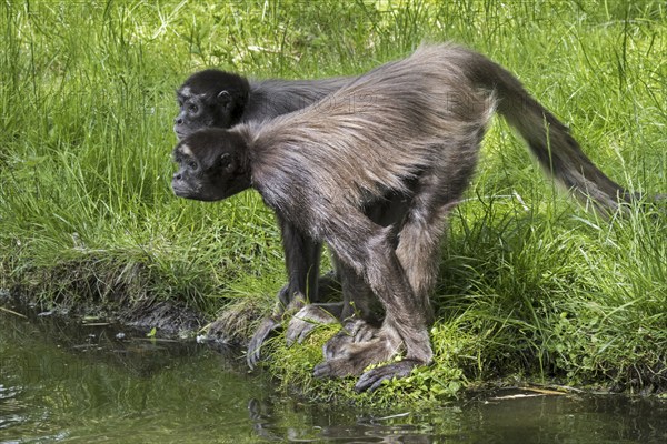 Two brown spider monkeys, variegated spider monkey (Ateles hybridus) at riverbank, native to