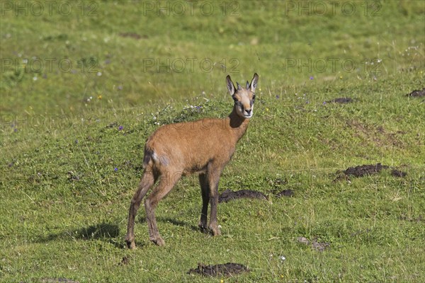 Chamois (Rupicapra rupicapra) young, kid in summer on mountain meadow, Alpine pasture in the