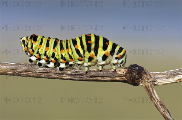 Old World Swallowtail (Papilio machaon) caterpillar, Lorraine, France, Europe