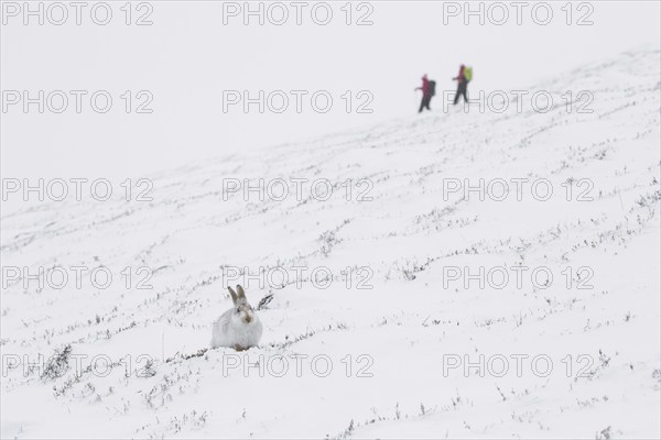 Mountain hare (Lepus timidus), Alpine hare, snow hare in white winter pelage and hikers in the