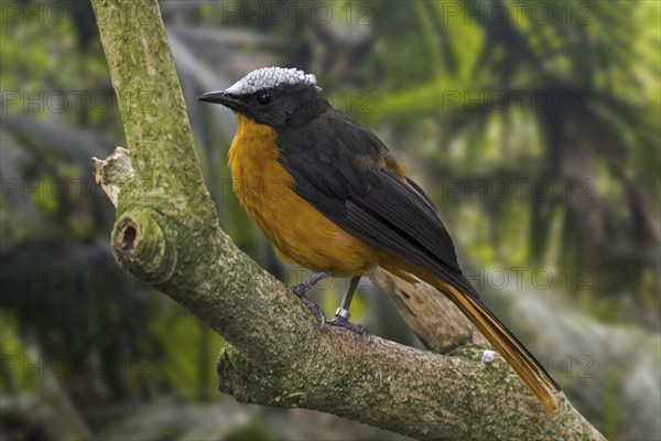 Snowy-crowned robin-chat (Cossypha niveicapilla), snowy-headed robin-chat perched in tree, native
