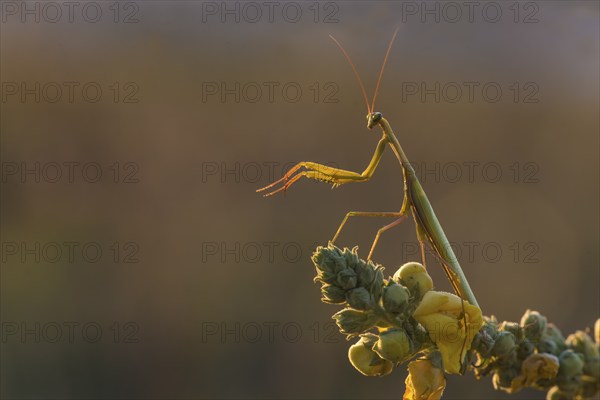European Mantis or Praying Mantis (Mantis religiosa), Burgenland, Austria, Europe