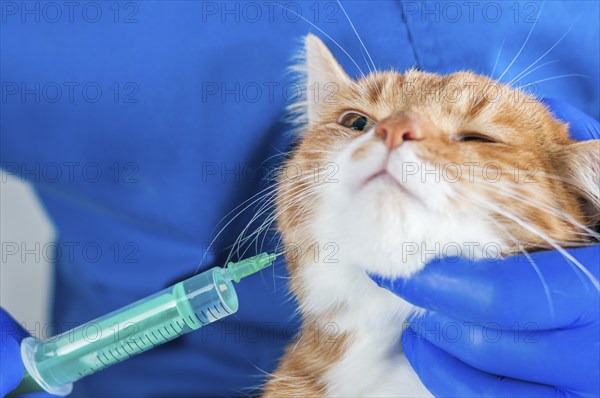 Image of a ginger cat at the time of vaccination. Veterinary medicine concept.