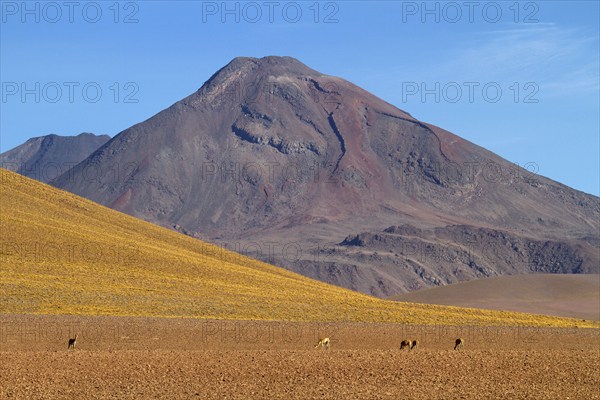 Vicunias (Vicugna vicugna) (Llama vicugna), Vicuna, Altiplano, Chile, South America