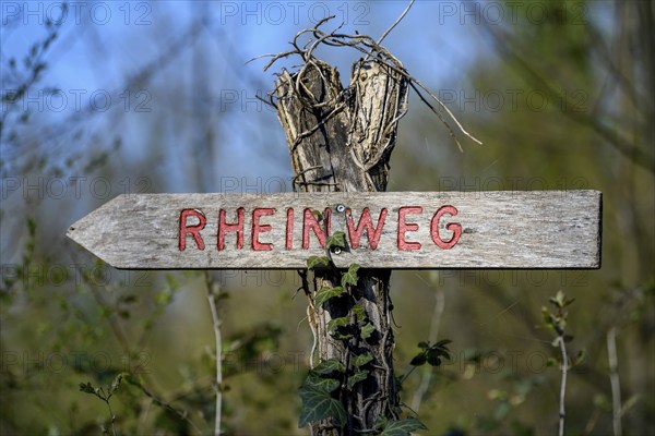 Signposting Rhine Trail, Cycle and Hiking Trail in the Altrheinauen on the Upper Rhine, near