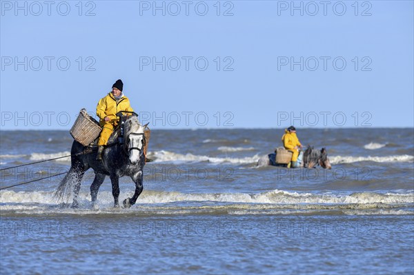 Horse fishermen catching Brown shrimp (Crangon crangon), Koksijde, North Sea coast, province of