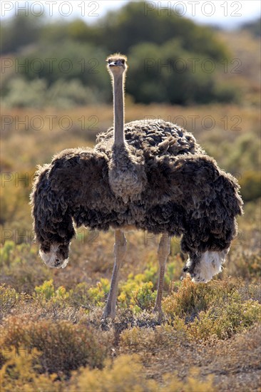 South african ostrich (Struthio camelus australis), female, Oudtshoorn, Klein Karoo, South Africa,