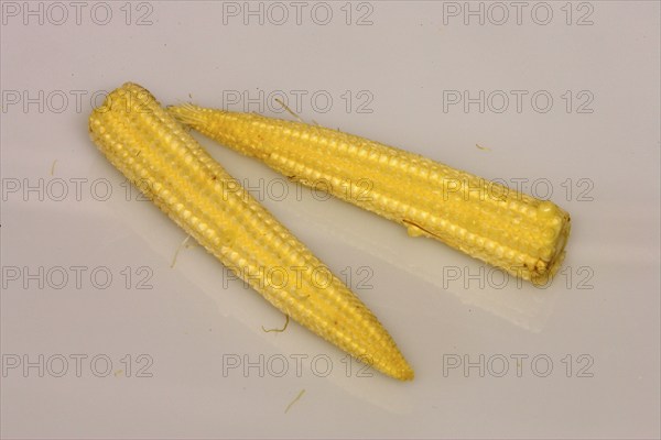 Corn (Zea mays) on the corn cob, sweet corn
