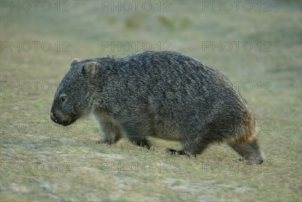 Common wombat (Vombatus ursinus), Australia, common wombat, lateral, side, Oceania