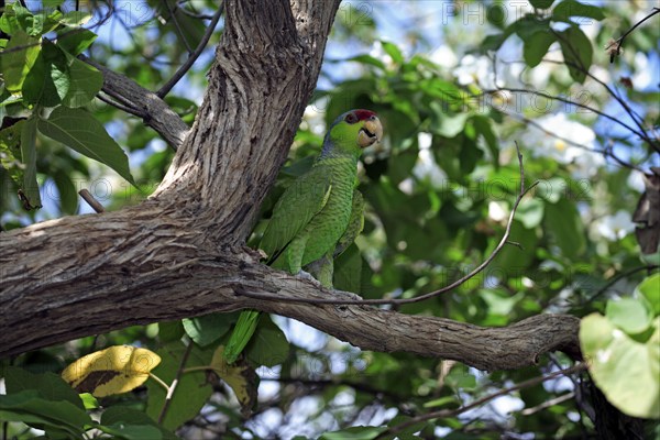 Lilac-Crowned Parrot (Amazona finschi)