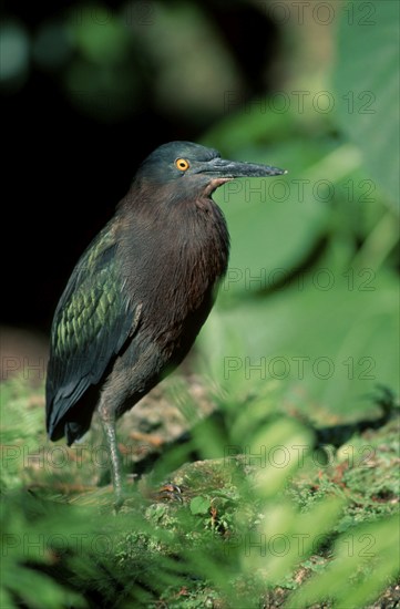 Green-backed Night Heron, Florida (Butorides striatus green heron (Butorides virescens), USA, North