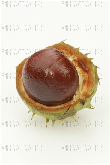 Horse Chestnut fruit, horse-chestnut (Aesculus hippocastanum), Europe, plants, fruits, fruit, Horse
