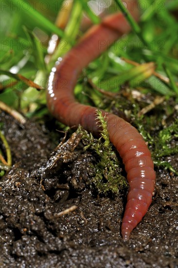 Common earthworm (Lumbricus terrestris), lob worm burrowing into the ground in garden lawn