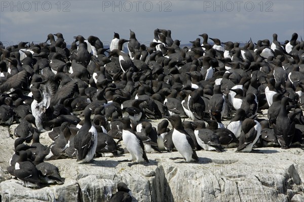 Common Guillemot (Uria aalge) nesting colony, Farne Islands, England, auks