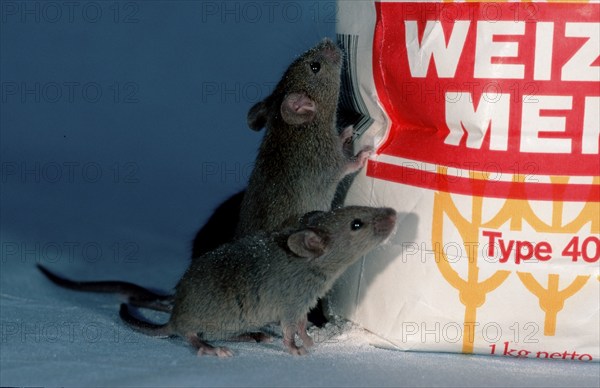 House Mice (Mus musculus) next to flour bag, Germany, Europe