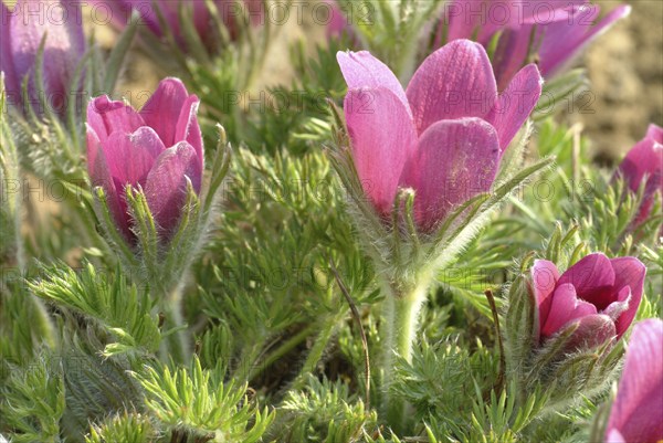 Common pasque flower (Pulsatilla) vulgaris, also known as common pasque flower, pasque flower or