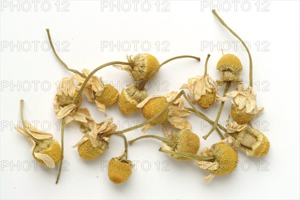 Dried blossoms of the true camomile (Matricaria recutita) medicinal plant, true camomile, can