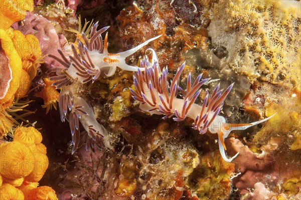 Pair of nudibranchs Wandering thread snail (Cratena peregrina) crawling over reef overgrown with