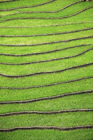 Rice field terraces (rice paddy fields) . Ta Van Village, Muong Hoa valley, Sapa, Vietnam, Asia