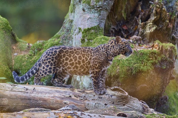 Indian leopard (Panthera pardus fusca), young animal on tree trunk
