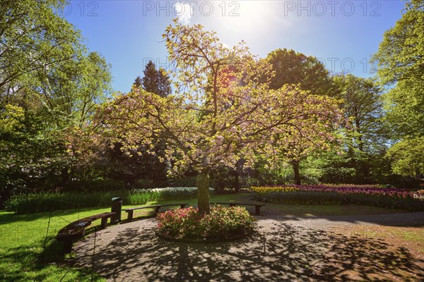 Blooming tree in Keukenhof flower garden, also known as the Garden of Europe, one of the world