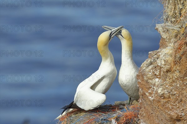 Northern gannet (Morus bassanus), pair greeting each other at the nest, Lummenfelsen, Helgoland