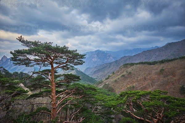 Pine tree in Seoraksan National Park in stormy weather, South Korea, Asia
