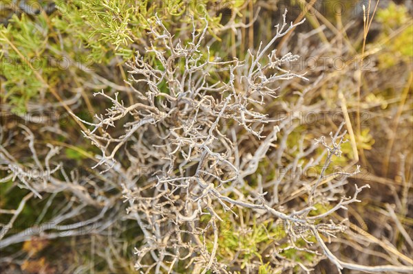Rosemary (Salvia rosmarinus), try, at Mount "La Talaia del Montmell" at evening, Catalonia, Spain,