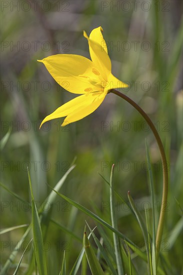 Wild tulip (Tulipa sylvestris) in flower, Saxony, Germany, Europe