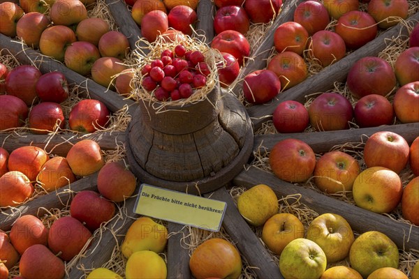 Presentation of different apple varieties in an old wagon wheel, Münsterland, North