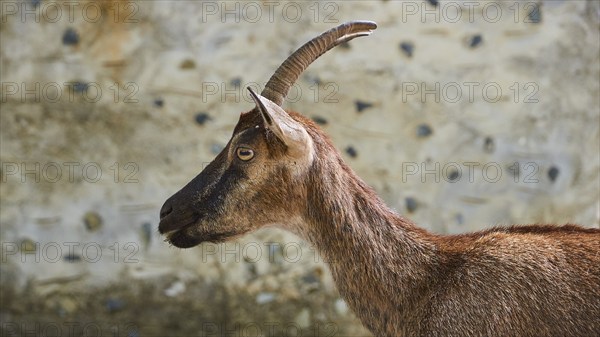 Kri-kri, endangered endemic Cretan wild goat, profile, head and anterior body, house wall, Samaria