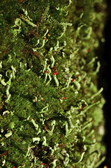 Scarlet lichen (Cladonia floerkeana), forest, Saxony, Germany, Europe