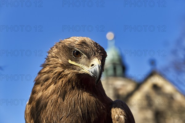 Steppe eagle (Aquila nipalensis) of Horus Falconry, portrait, medieval market Mystica Hamelon, view