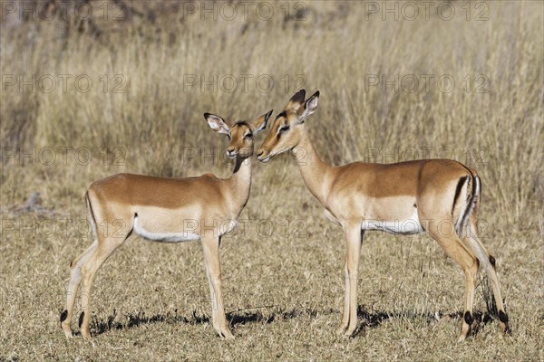 Common impalas (Aepyceros melampus), two females in dry grassland, showing affection, eye contact,