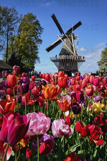 Blooming tulips flowerbed and wind mill in Keukenhof garden, aka the Garden of Europe, one of the