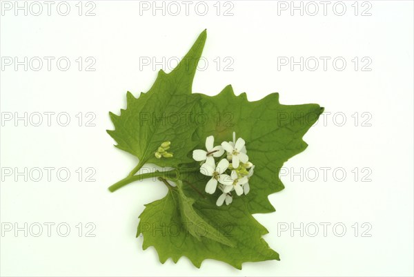 Garlic rue, garlic rue, medicinal plant, seasoning plant, spice, herb, wild plant, medicinal use,